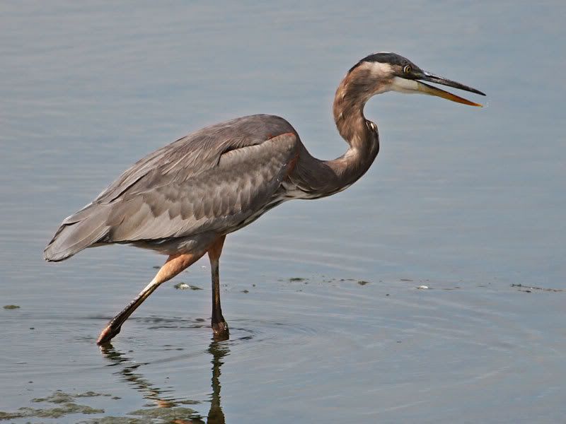 IMAGE: http://i19.photobucket.com/albums/b186/Janika2/Birds/IMG_2638.jpg