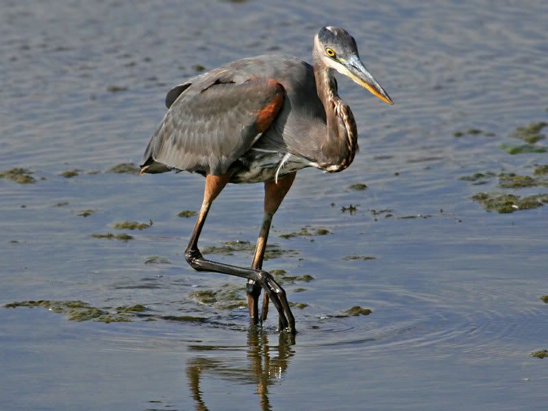 IMAGE: http://i19.photobucket.com/albums/b186/Janika2/Birds/IMG_2643.jpg