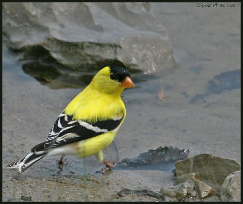 IMAGE: http://i19.photobucket.com/albums/b186/Janika2/Birds/June-01-2007-052.jpg