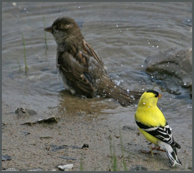 IMAGE: http://i19.photobucket.com/albums/b186/Janika2/Birds/June-01-2007-065.jpg