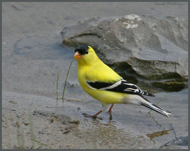 IMAGE: http://i19.photobucket.com/albums/b186/Janika2/Birds/June-01-2007-068.jpg