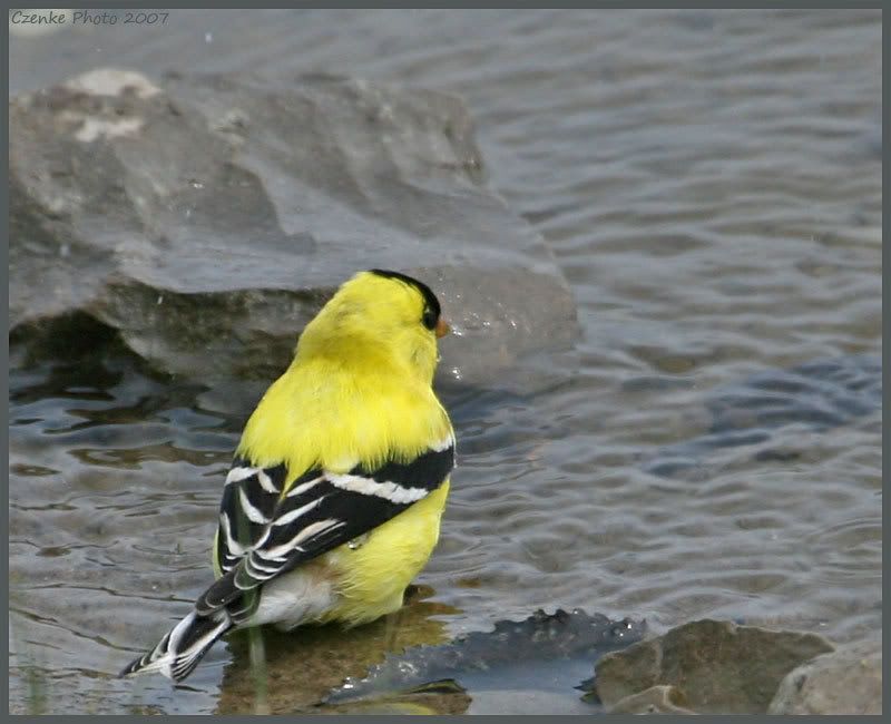 IMAGE: http://i19.photobucket.com/albums/b186/Janika2/Birds/June-01-2007-075.jpg