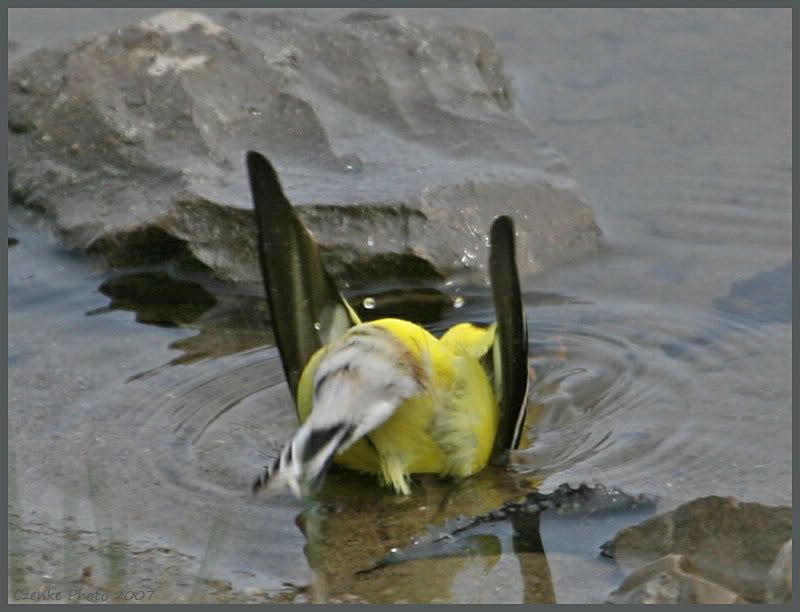 IMAGE: http://i19.photobucket.com/albums/b186/Janika2/Birds/June-01-2007-077.jpg