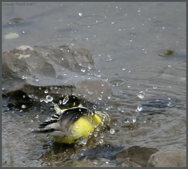 IMAGE: http://i19.photobucket.com/albums/b186/Janika2/Birds/June-01-2007-078.jpg