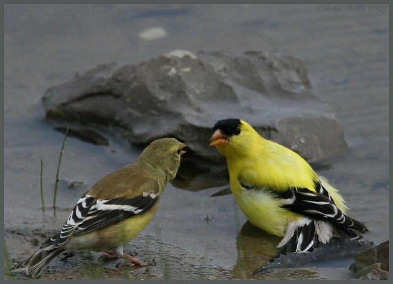 IMAGE: http://i19.photobucket.com/albums/b186/Janika2/Birds/June-01-2007-087.jpg