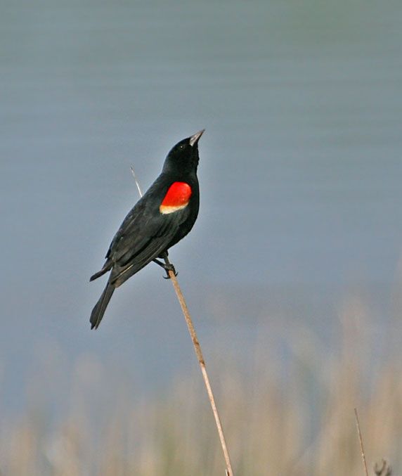 IMAGE: http://i19.photobucket.com/albums/b186/Janika2/Birds/June-0406-019.jpg