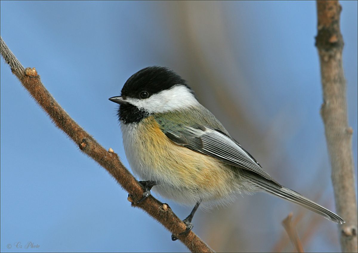 IMAGE: http://i19.photobucket.com/albums/b186/Janika2/Birds/Kis-barat-II.jpg