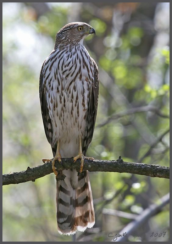 IMAGE: http://i19.photobucket.com/albums/b186/Janika2/Birds/May-08-2007-021.jpg