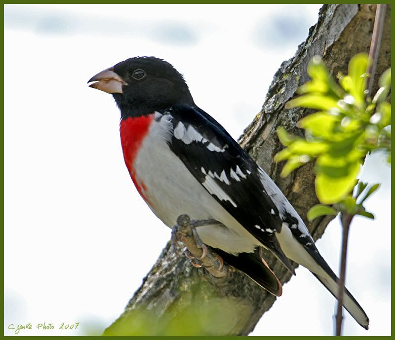 IMAGE: http://i19.photobucket.com/albums/b186/Janika2/Birds/May-08-2007-073.jpg