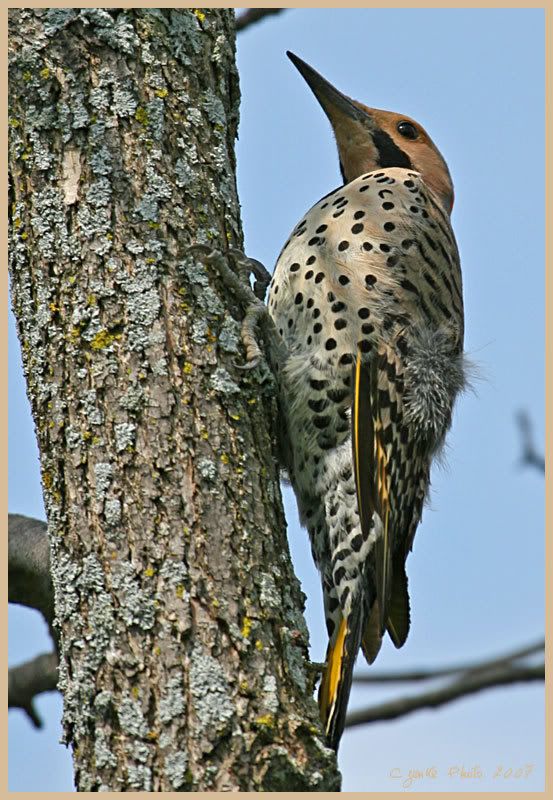 IMAGE: http://i19.photobucket.com/albums/b186/Janika2/Birds/May-08-2007-079.jpg