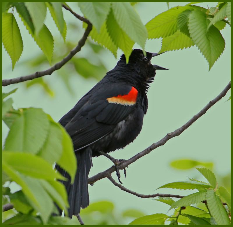 IMAGE: http://i19.photobucket.com/albums/b186/Janika2/Birds/May-15-2007-015.jpg