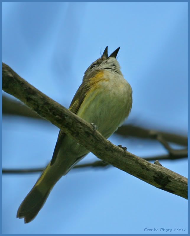 IMAGE: http://i19.photobucket.com/albums/b186/Janika2/Birds/May-22-2007-024.jpg