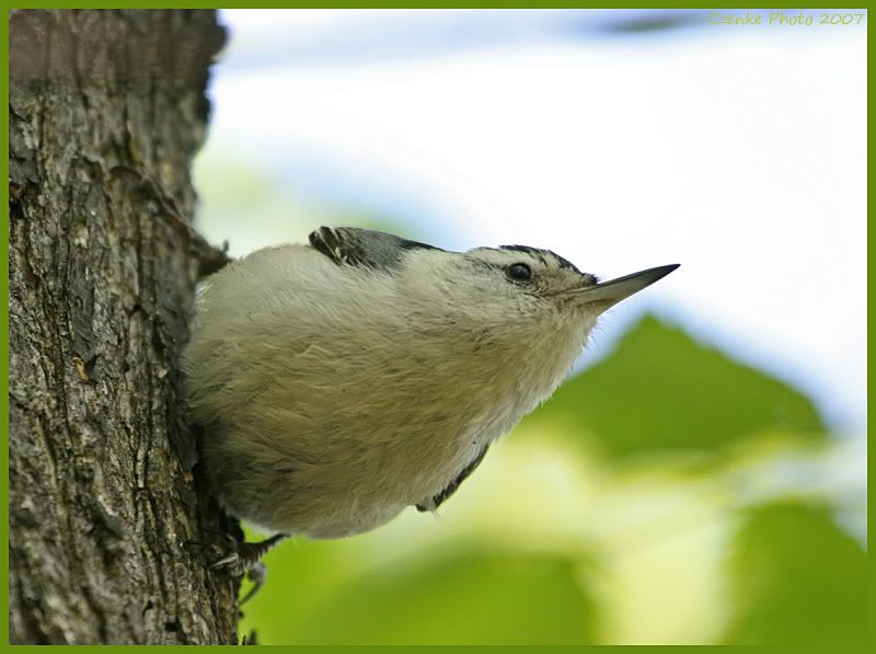 IMAGE: http://i19.photobucket.com/albums/b186/Janika2/Birds/May-22-2007-047.jpg