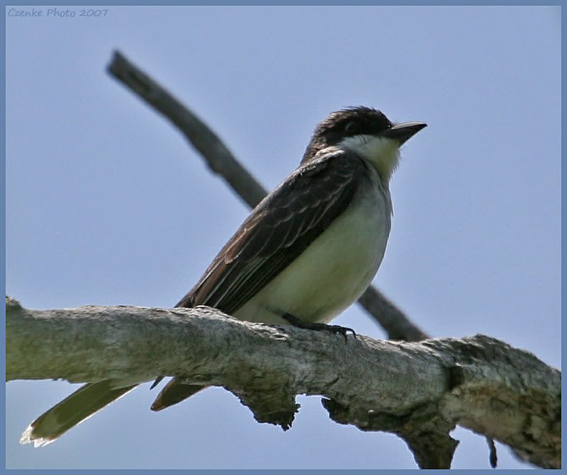 IMAGE: http://i19.photobucket.com/albums/b186/Janika2/Birds/May-26-2007-Flycatcher.jpg