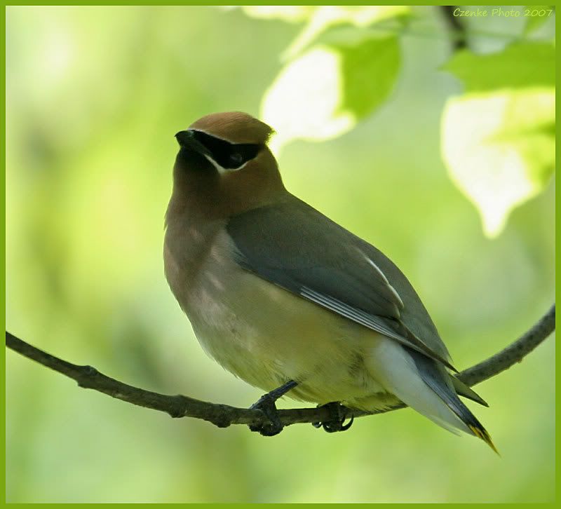 IMAGE: http://i19.photobucket.com/albums/b186/Janika2/Birds/May-29-1.jpg