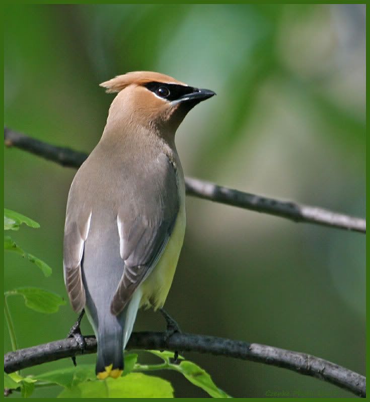 IMAGE: http://i19.photobucket.com/albums/b186/Janika2/Birds/May-29-2.jpg