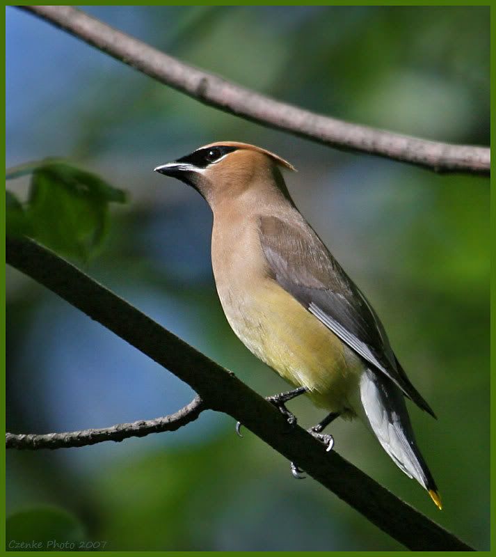 IMAGE: http://i19.photobucket.com/albums/b186/Janika2/Birds/May-29.jpg