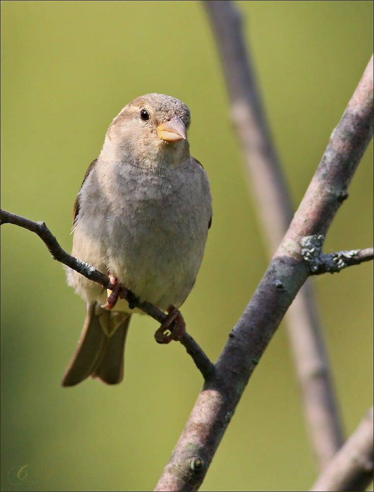 IMAGE: http://i19.photobucket.com/albums/b186/Janika2/Birds/Nemcsuri.jpg