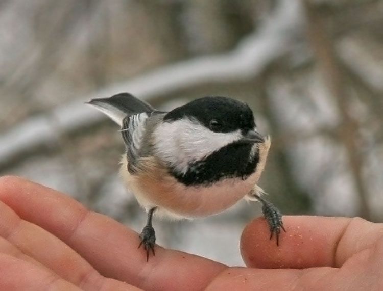 IMAGE: http://i19.photobucket.com/albums/b186/Janika2/Birds/Nov-26-2005-057.jpg