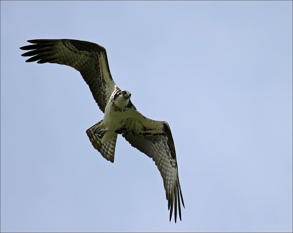 [Image: Osprey-1.jpg]