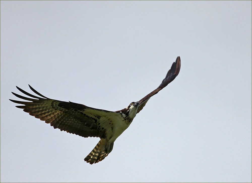 [Image: Osprey-3.jpg]