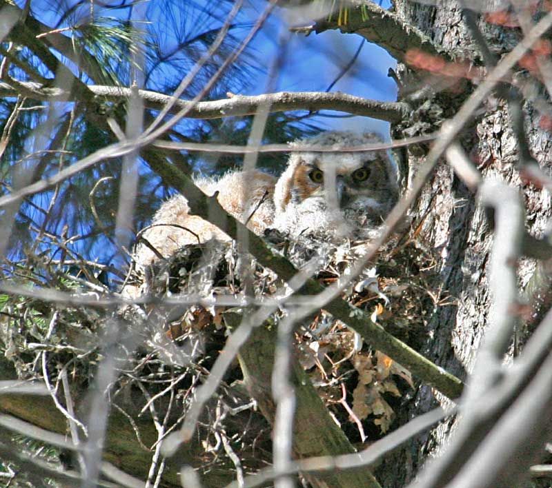 [Image: Owls-nest.jpg]