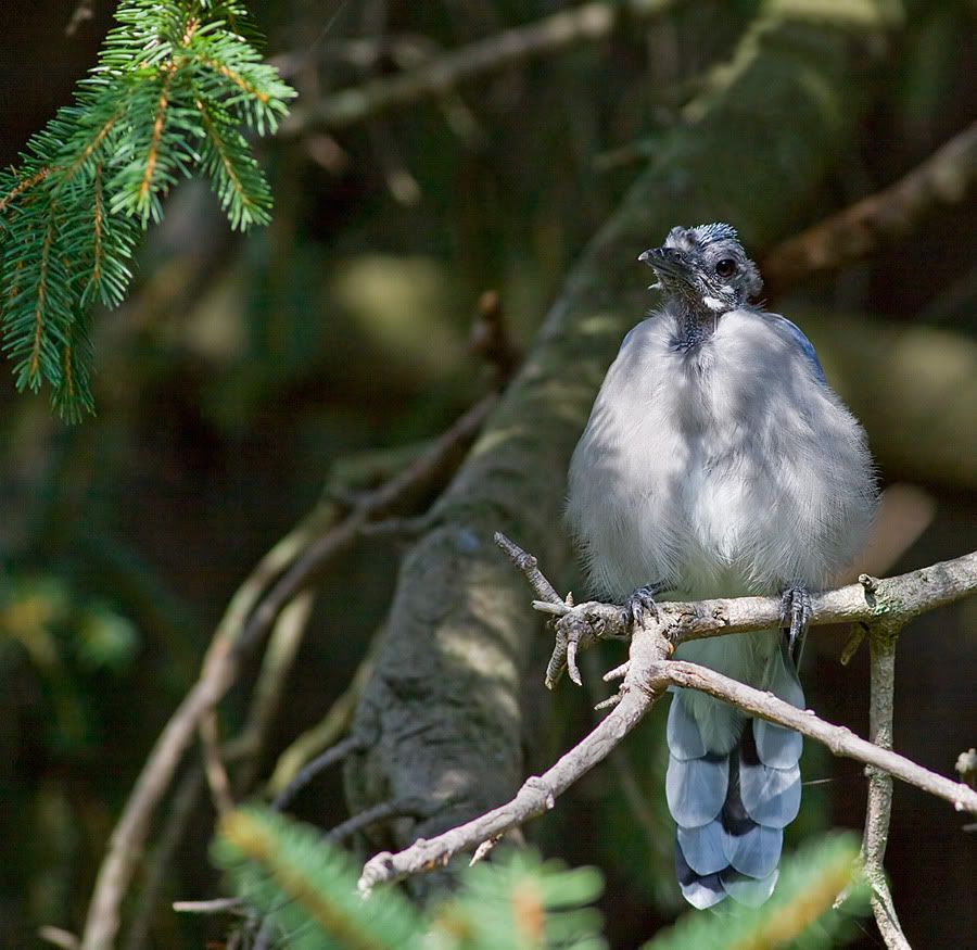 IMAGE: http://i19.photobucket.com/albums/b186/Janika2/Birds/Pine_reszlet.jpg