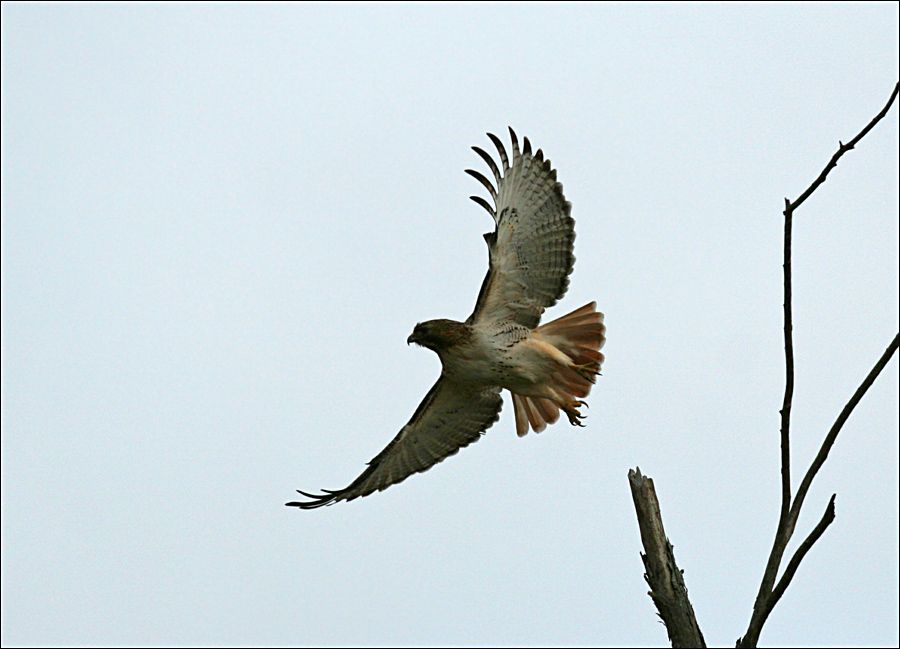 IMAGE: http://i19.photobucket.com/albums/b186/Janika2/Birds/Redtail.jpg