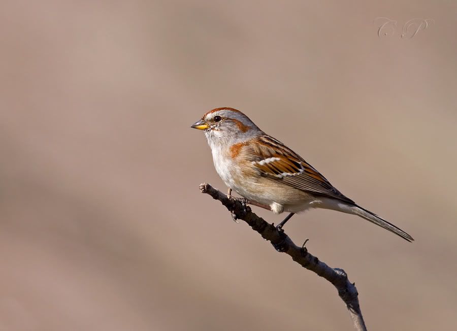IMAGE: http://i19.photobucket.com/albums/b186/Janika2/Birds/Song-Sparrow-2.jpg