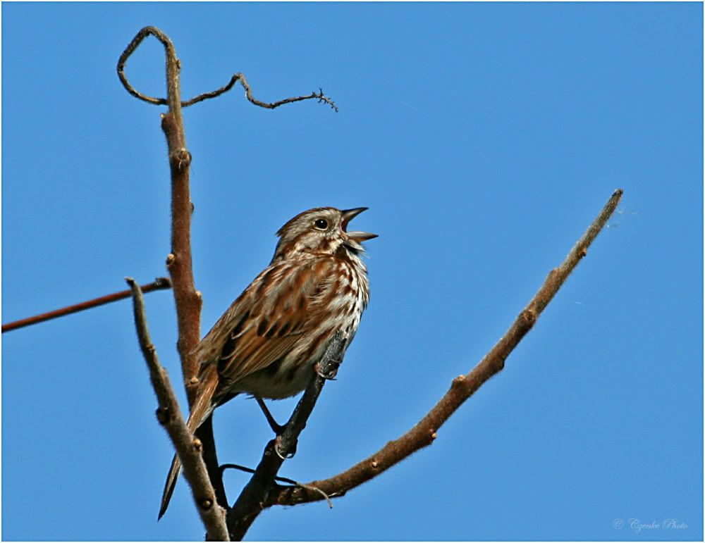 [Image: Song-Sparrow.jpg]