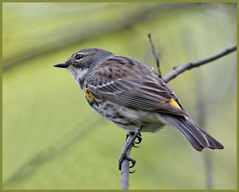 IMAGE: http://i19.photobucket.com/albums/b186/Janika2/Birds/Warbler-1.jpg
