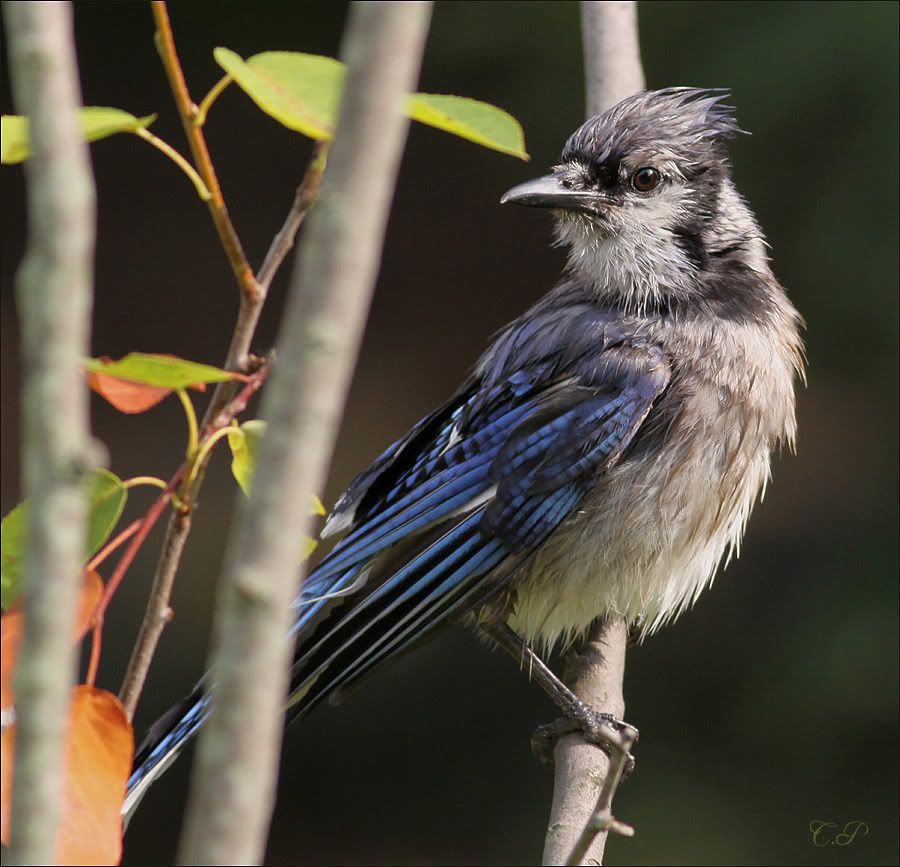 IMAGE: http://i19.photobucket.com/albums/b186/Janika2/Birds/Wet_Jay.jpg