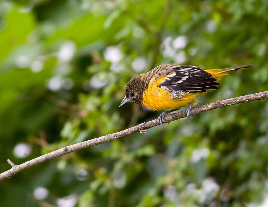 IMAGE: http://i19.photobucket.com/albums/b186/Janika2/Birds/Yellow-bird.jpg