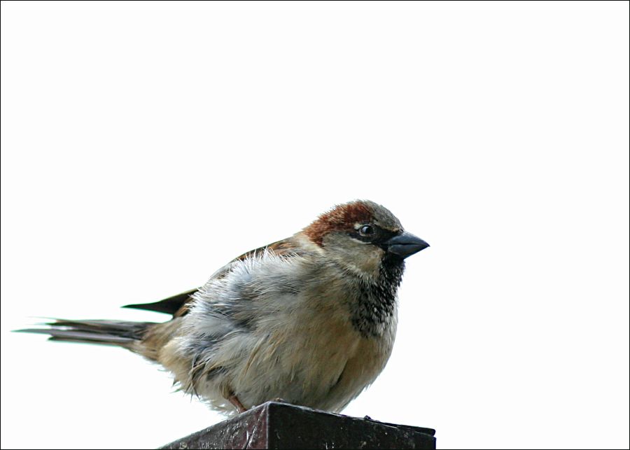 IMAGE: http://i19.photobucket.com/albums/b186/Janika2/Birds/csuri.jpg