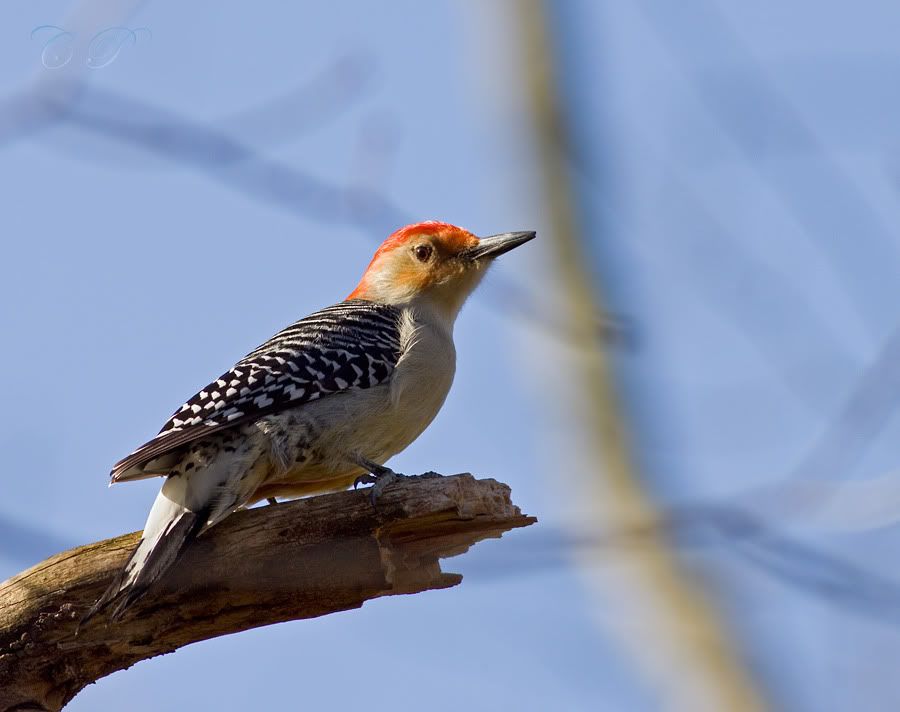 IMAGE: http://i19.photobucket.com/albums/b186/Janika2/Birds/red-bellied.jpg