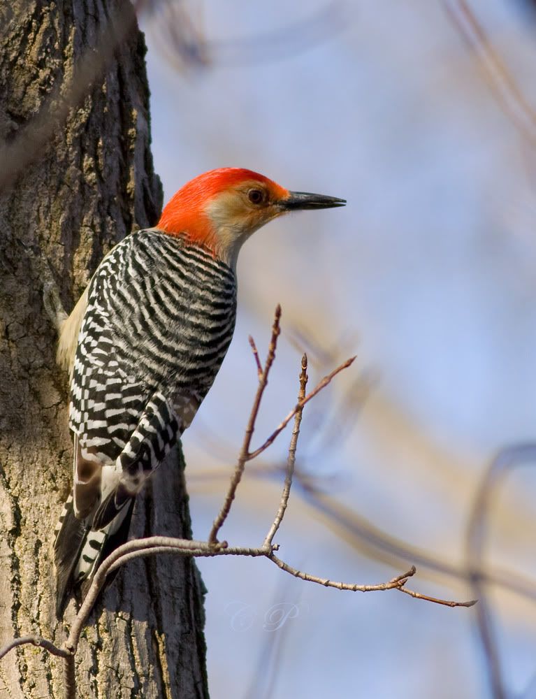 IMAGE: http://i19.photobucket.com/albums/b186/Janika2/Birds/red-bellied2.jpg