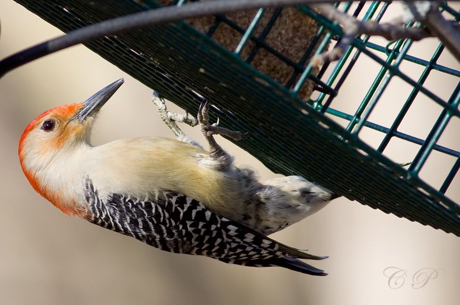 IMAGE: http://i19.photobucket.com/albums/b186/Janika2/Birds/red-bellied3.jpg