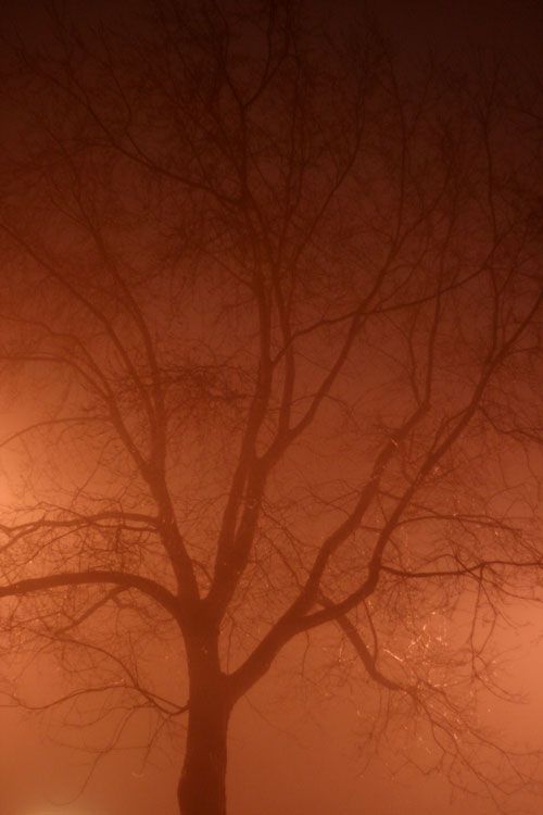 [Image: Fog-March-12-06-010.jpg]