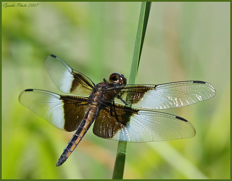 [Image: Dragonfly-062907.jpg]