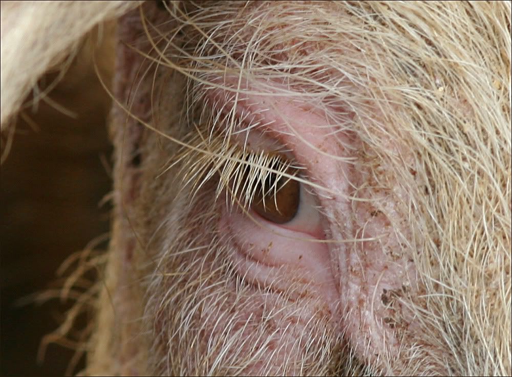 IMAGE: http://i19.photobucket.com/albums/b186/Janika2/Closeups/Piggy.jpg