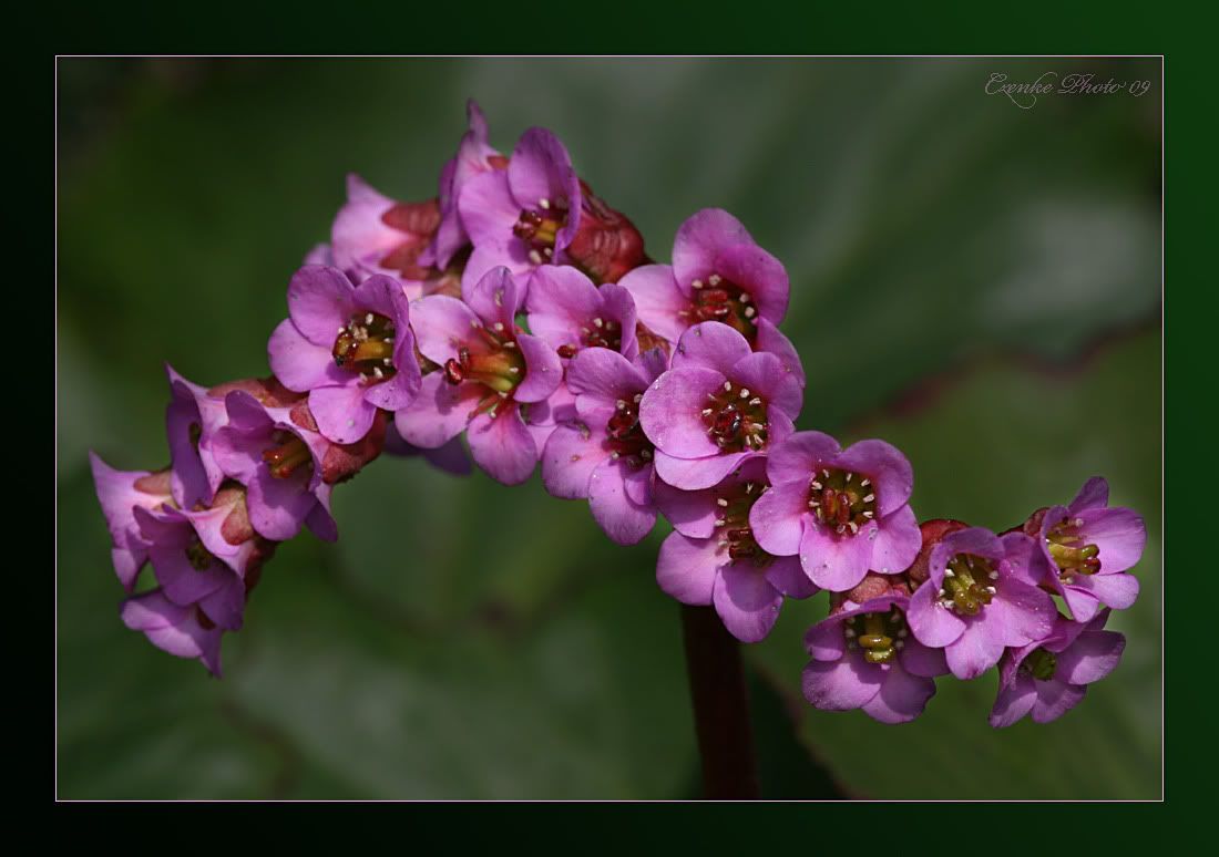 IMAGE: http://i19.photobucket.com/albums/b186/Janika2/Flowers/Eszterlanc.jpg