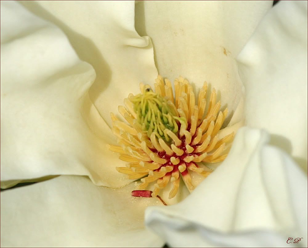 IMAGE: http://i19.photobucket.com/albums/b186/Janika2/Flowers/Inside_flower.jpg