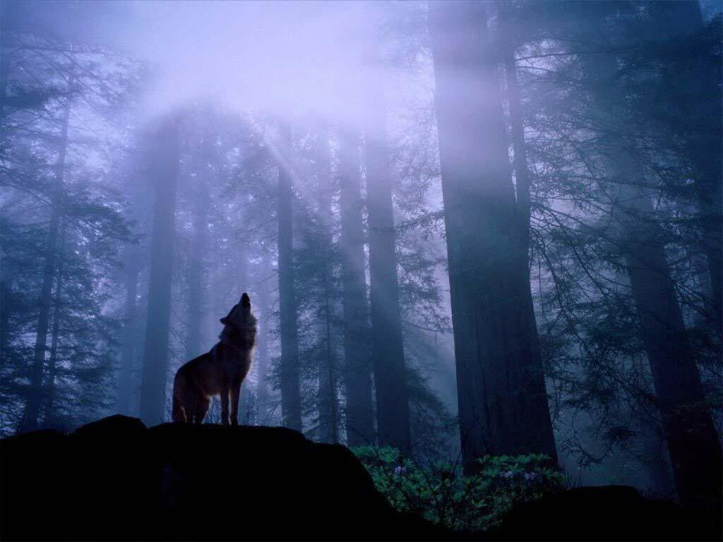 Wolf-Howling-2.jpg