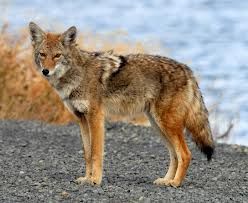  photo coyote.jpg