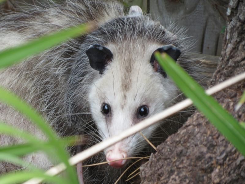  photo opossum.jpg