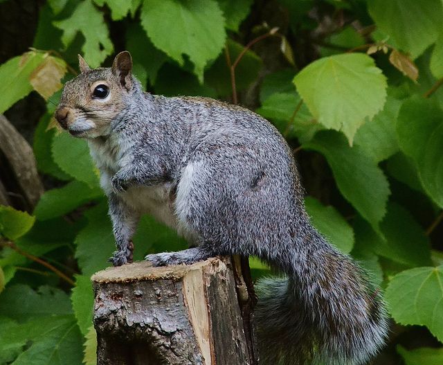  photo squirrel-4.jpg