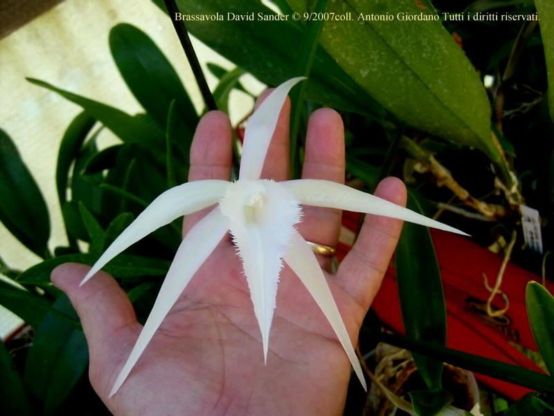 BrassavolaDavidSanderB.digbyanaXcucullata.jpg