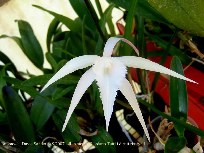 BrassavolaDavidSanderB.digbyanaXcucullata1.jpg