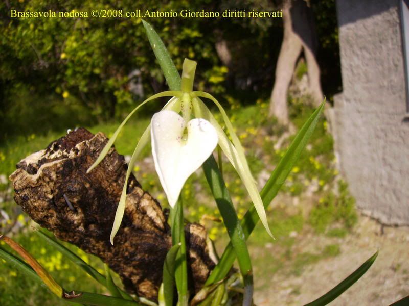 Brassavolanodosa1.jpg