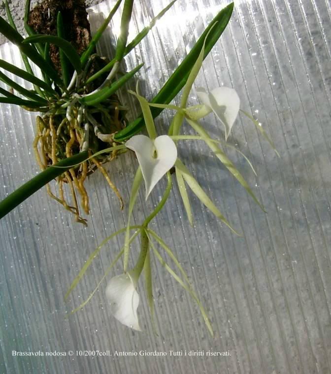 Brassavolanodosa102007collAntoni-1.jpg